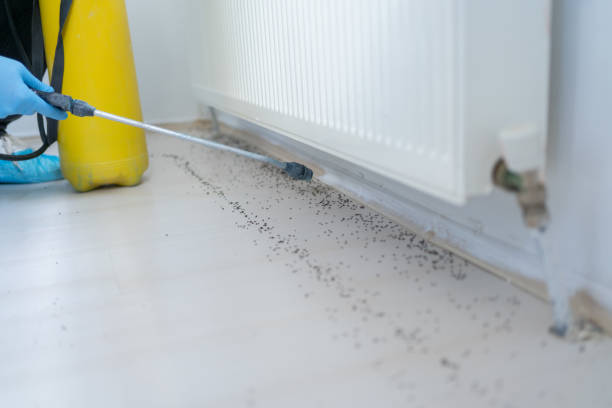 Best Emergency Pest Control  in Moody, TX